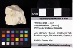 Foto (Objket + Etiketten) von Galatheoidea indet. 